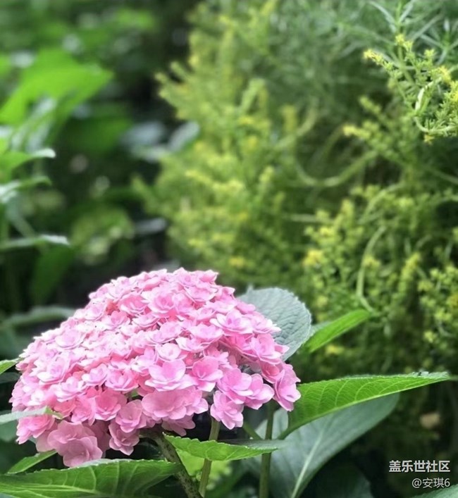 【浪漫盛夏季】绣球花