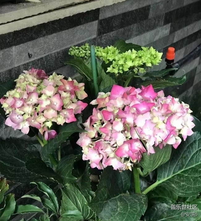【浪漫盛夏季】绣球花