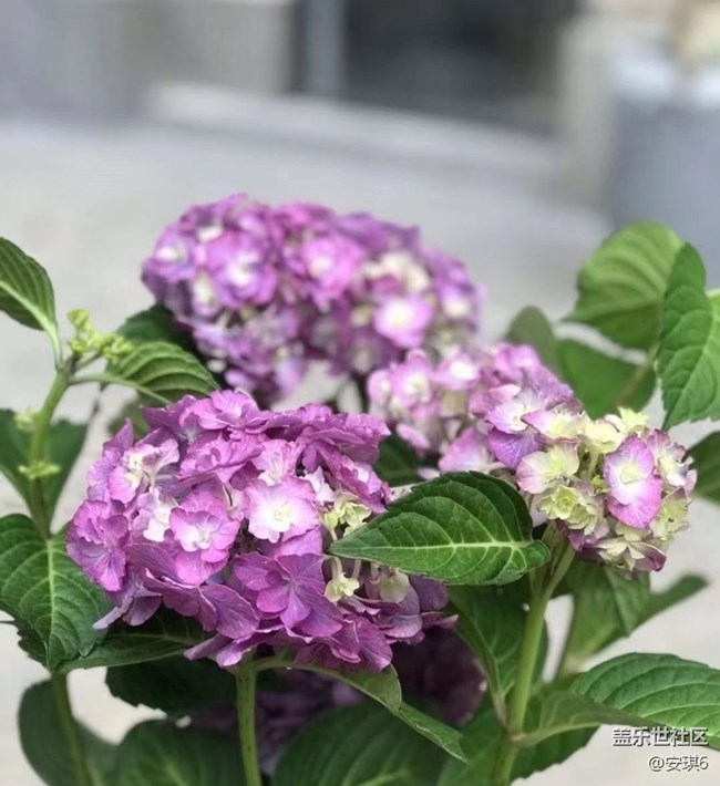 【浪漫盛夏季】绣球花