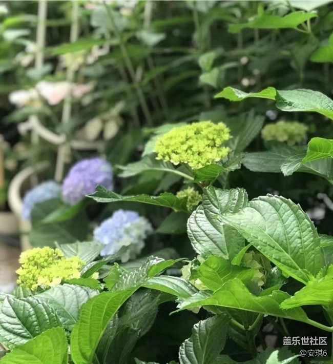 【浪漫盛夏季】绣球花