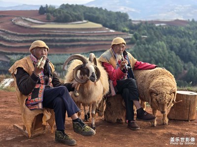 夕阳下的和蔼老人和羊
