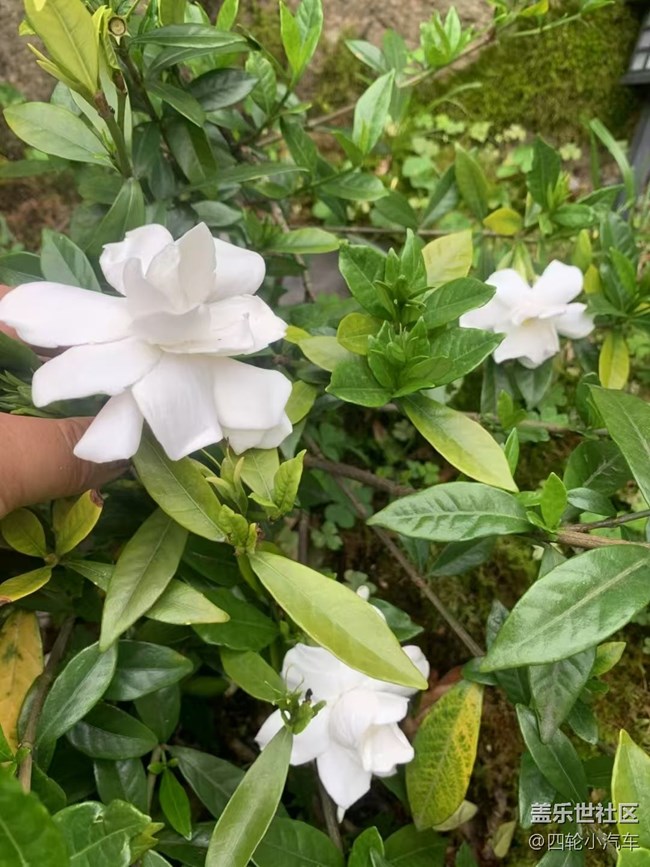 【浪漫盛夏季】漂亮的花