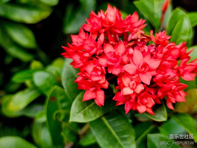 【寻找五瓣丁香花】六月的花