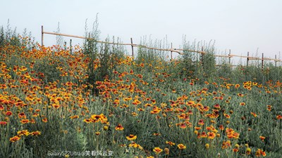 【盖乐世影像周赛第402期】——花开半夏