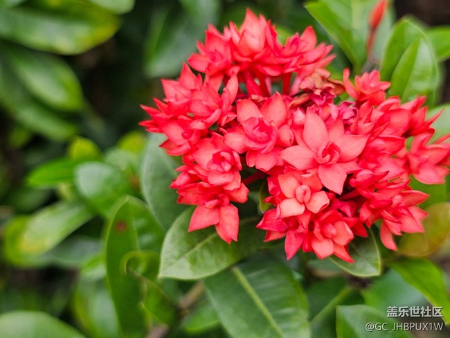 【寻找五瓣丁香花】六月的花