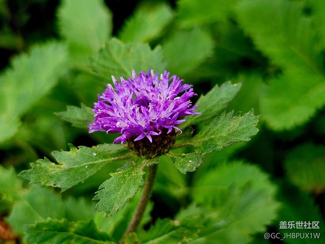 【寻找五瓣丁香花】六月的花