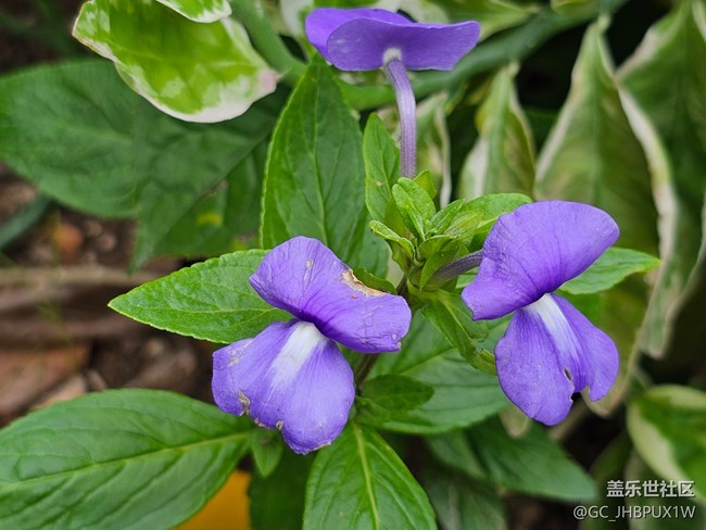 【寻找五瓣丁香花】六月的花
