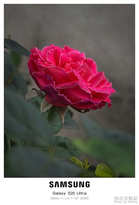 几朵小花