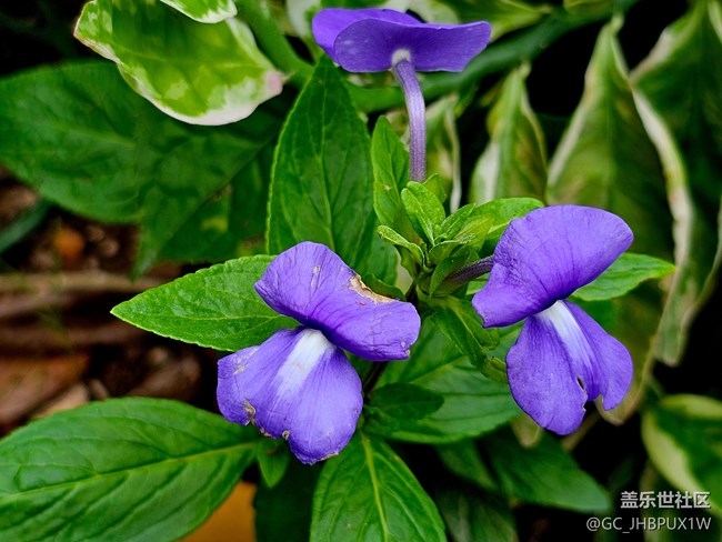 【寻找五瓣丁香花】六月的花