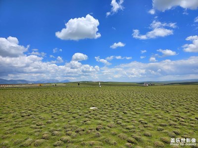 【光影里的五彩斑斓】+夏日草原