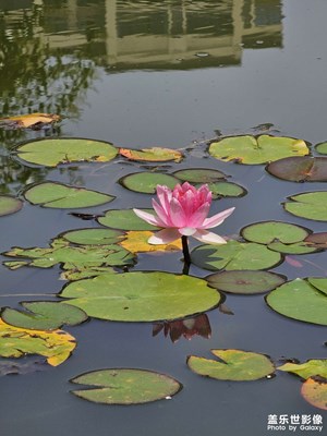 小区池塘的睡莲