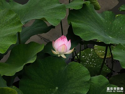 【光影里的五彩斑斓】+花色