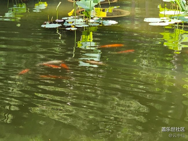 【 粽夏童趣】鱼游鸭戏水