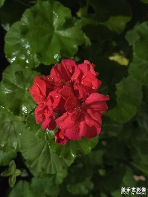 【光影里的五彩斑斓】+夜晚看花