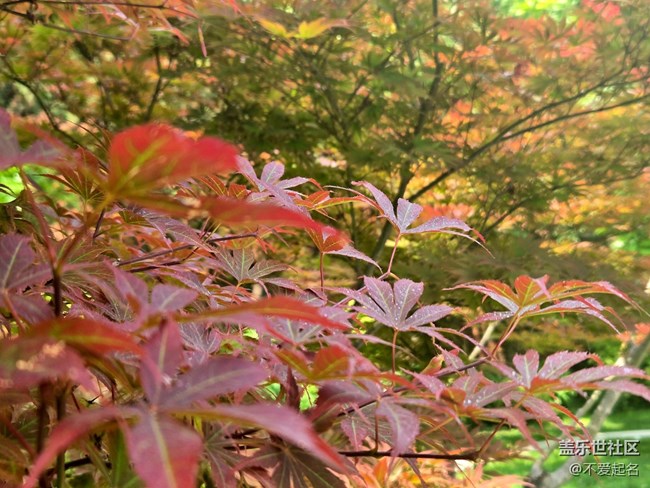 【 粽夏童趣】叶间光缕