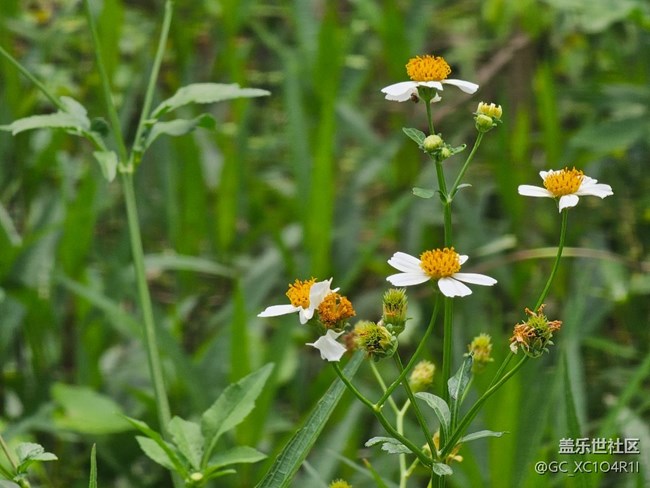 【寻找五瓣丁香花】阳光多彩