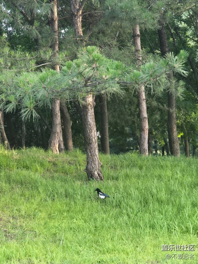 【 粽夏童趣】林间喜鹊