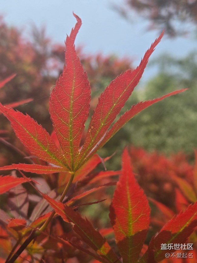 【 粽夏童趣】叶间光缕