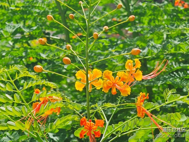【寻找五瓣丁香花】阳光多彩