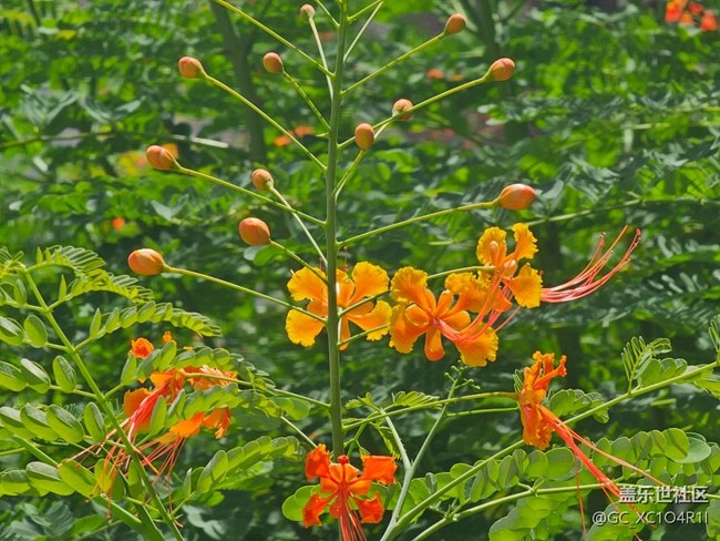 【寻找五瓣丁香花】阳光多彩