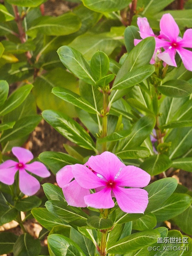【寻找五瓣丁香花】阳光多彩
