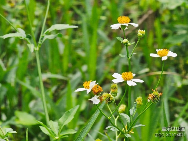 【寻找五瓣丁香花】阳光多彩