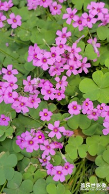 【花开半夏】+浆草花