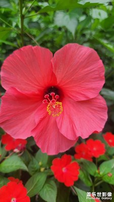 【花开半夏】充满诗意