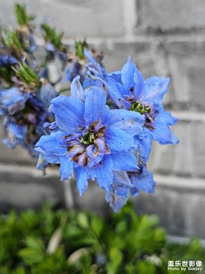 【花开半夏】+一穗蓝色飞燕草