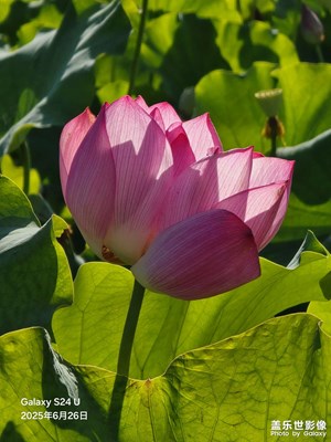 湖北十堰回龙村荷花园