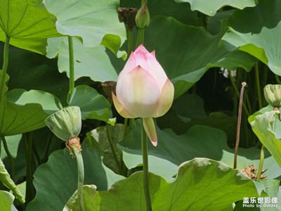 【花开半夏】荷花盛开