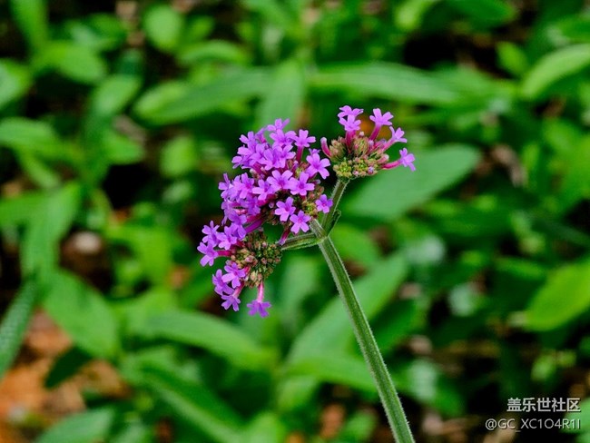 【寻找五瓣丁香花】夏日寻花