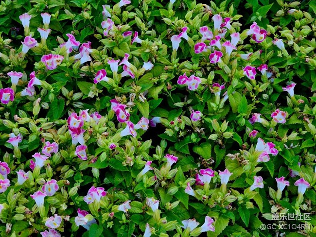 【寻找五瓣丁香花】花开艳丽