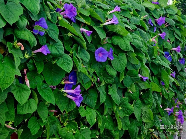 【寻找五瓣丁香花】花开艳丽