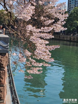 【花开半夏】+ 泡桐花开