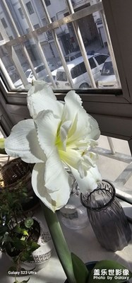 【花开半夏】+阳台的水仙花