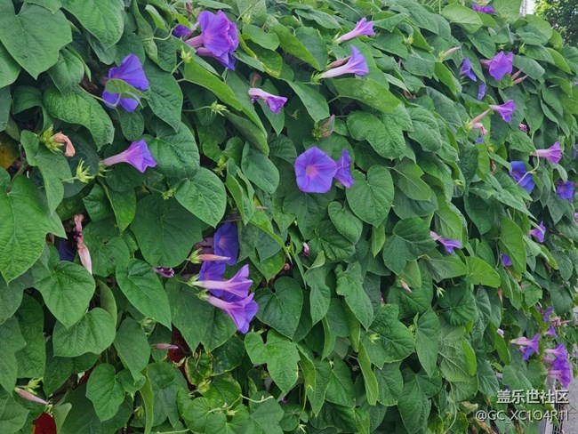 【寻找五瓣丁香花】花开艳丽