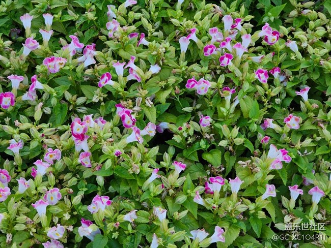 【寻找五瓣丁香花】花开艳丽