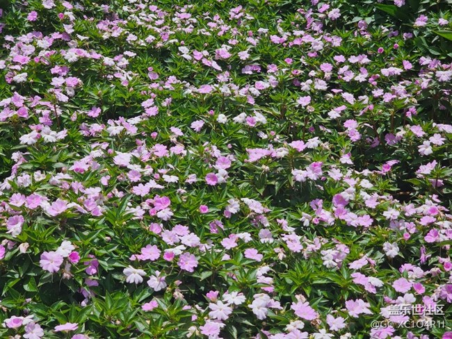 【寻找五瓣丁香花】夏日寻花