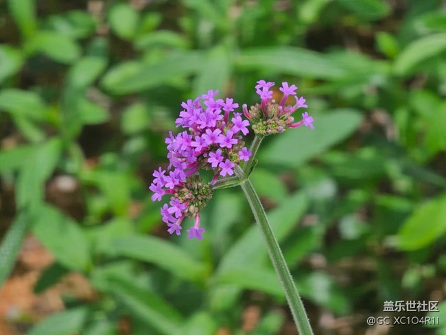 【寻找五瓣丁香花】夏日寻花