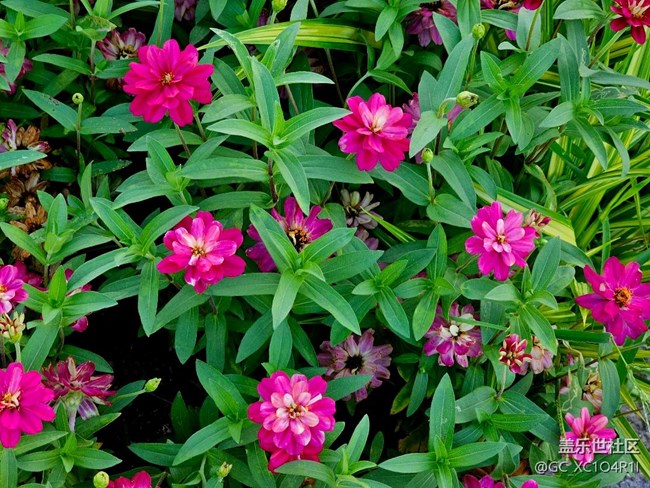 【寻找五瓣丁香花】花开艳丽