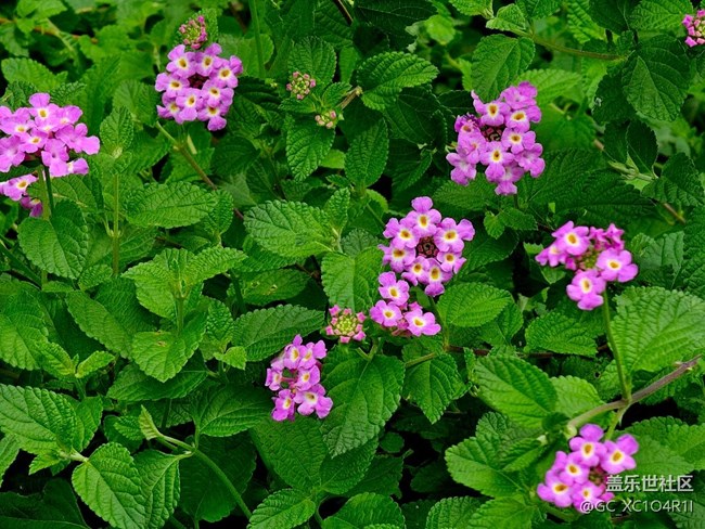 【寻找五瓣丁香花】夏日寻花
