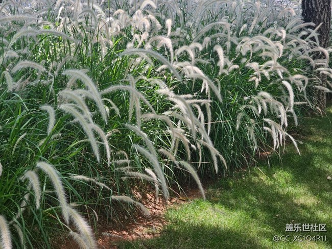 【 粽夏童趣】夏日风光