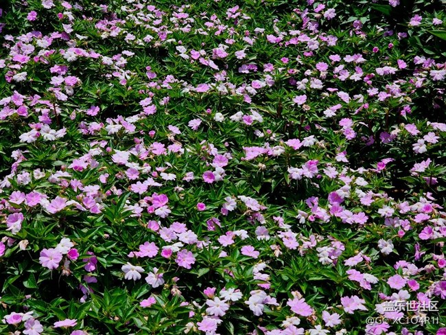 【寻找五瓣丁香花】夏日寻花