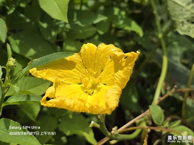【花开半夏】半夏时光