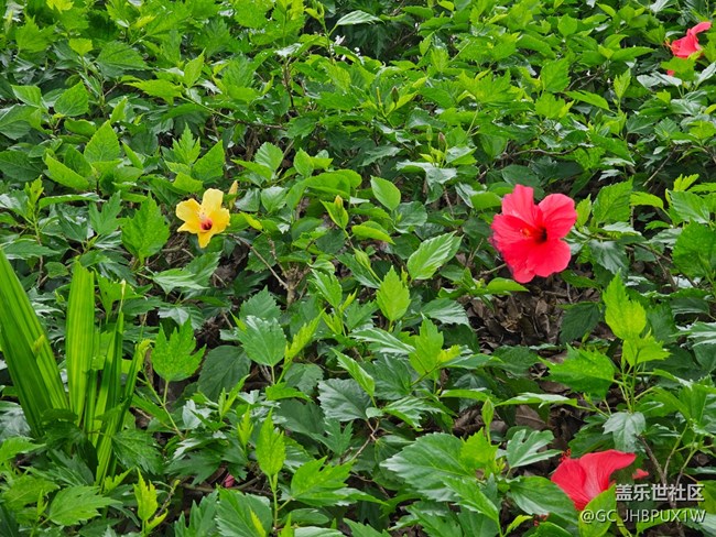 【 粽夏童趣】夏日绿色