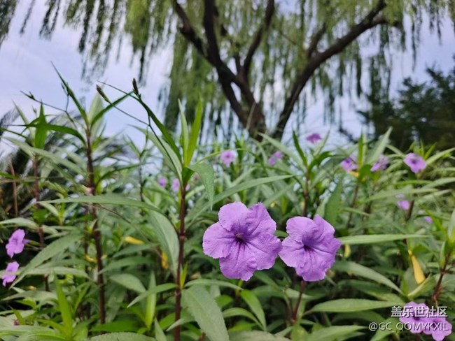 【浪漫盛夏季】看风景