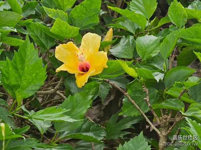 【 粽夏童趣】夏日绿色