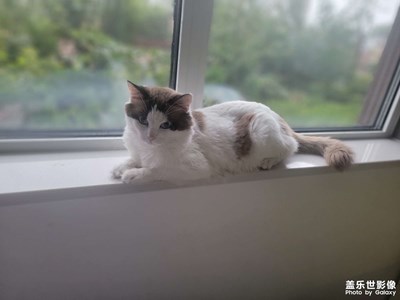 猫咪