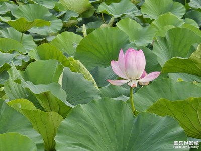 【花开半夏】+荷叶荷花